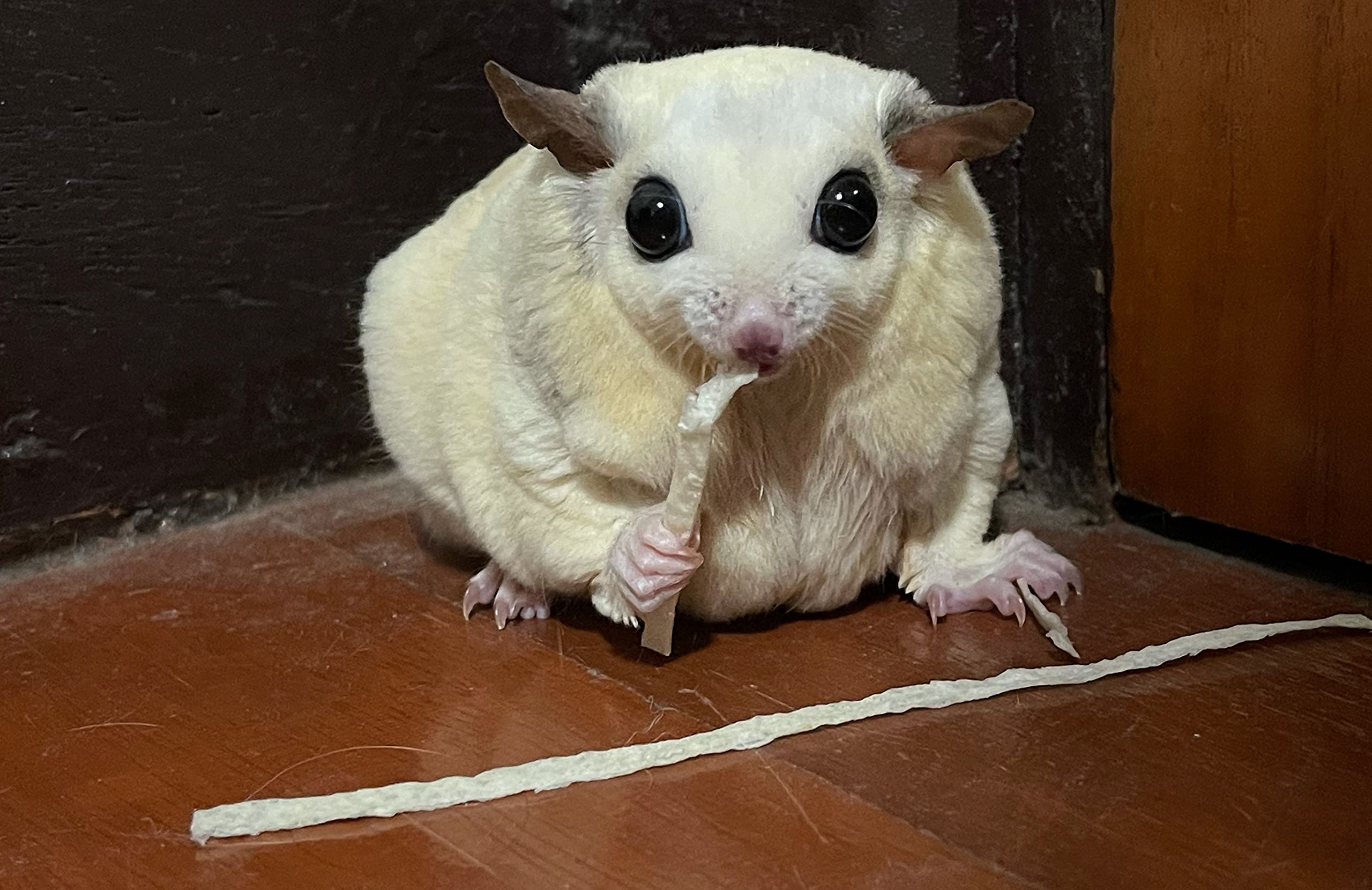PETIVORE textura crujiente que acompaña la masticación de tu mascota.
