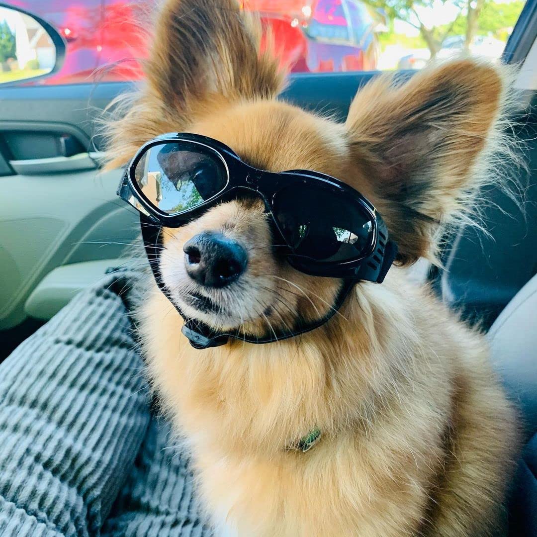 PETLESO gafas para perro mediano, diseño moderno, ideal para salidas diarias.