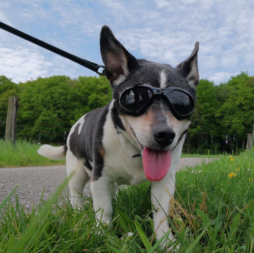 PETLESO gafas para perro mediano, protección UV, uso durante caminatas y paseos.
