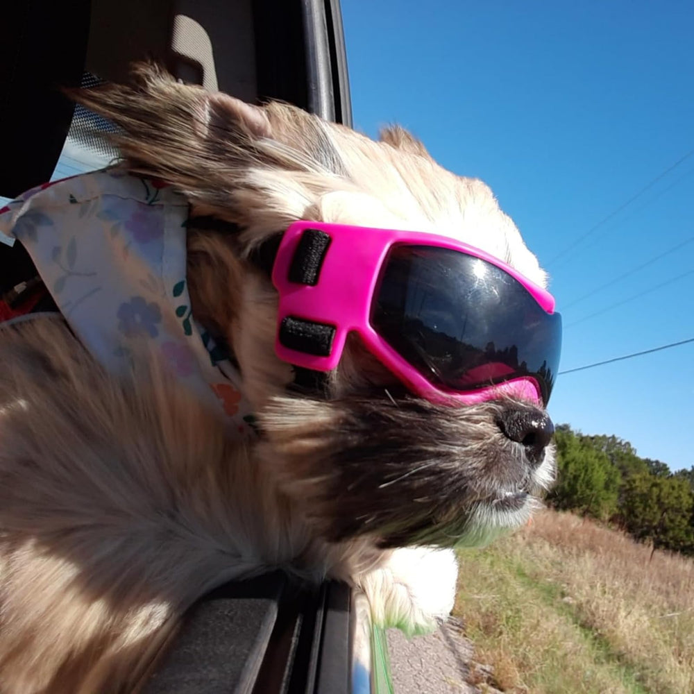 PETLESO gafas perro XS para conducción y actividades al aire libre.
