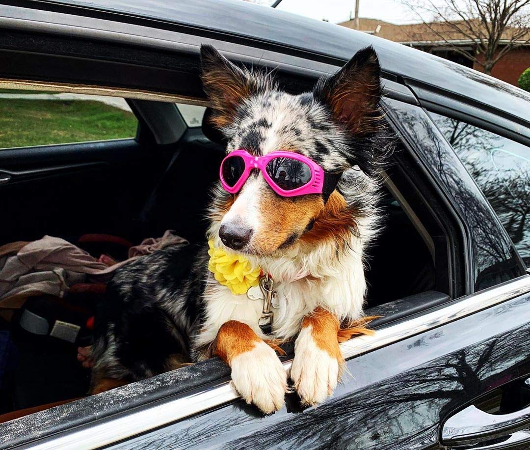 Uso diario PETLESO gafas para perros rosa, ideal para paseos y ciclismo