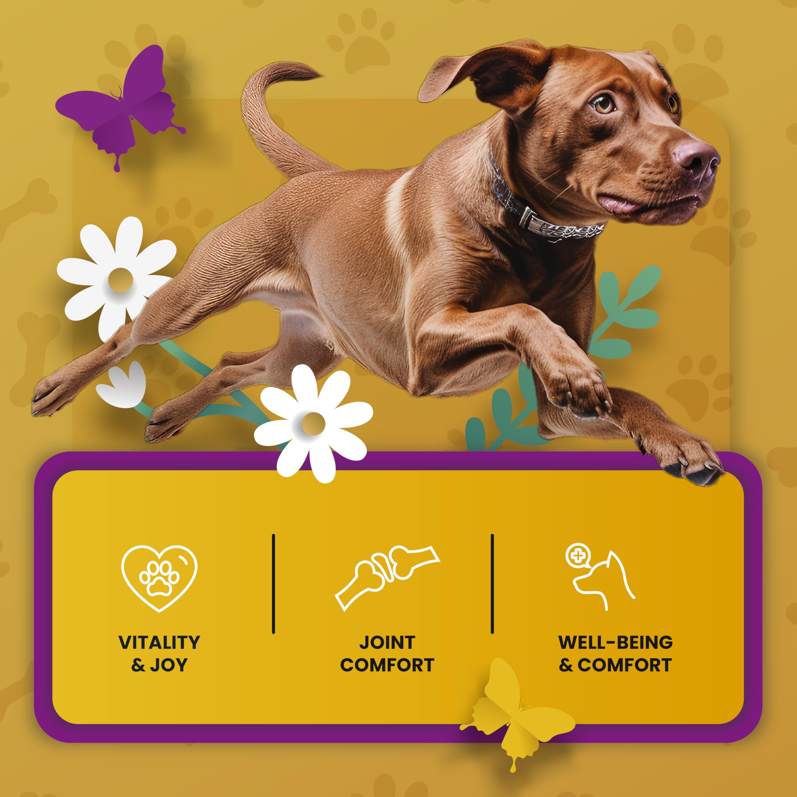 PetMade botella verter sin desorden – dosis simple para el alimento.