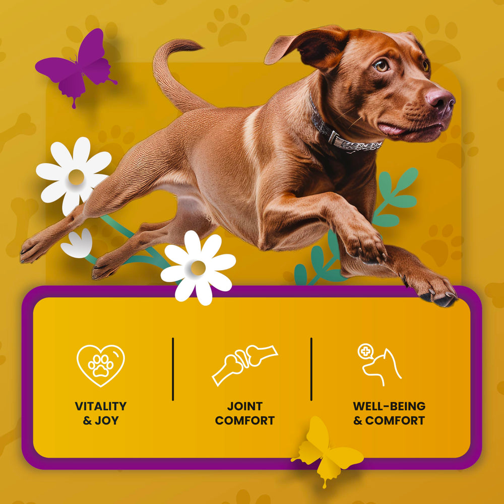PetMade botella verter sin desorden – dosis simple para el alimento.