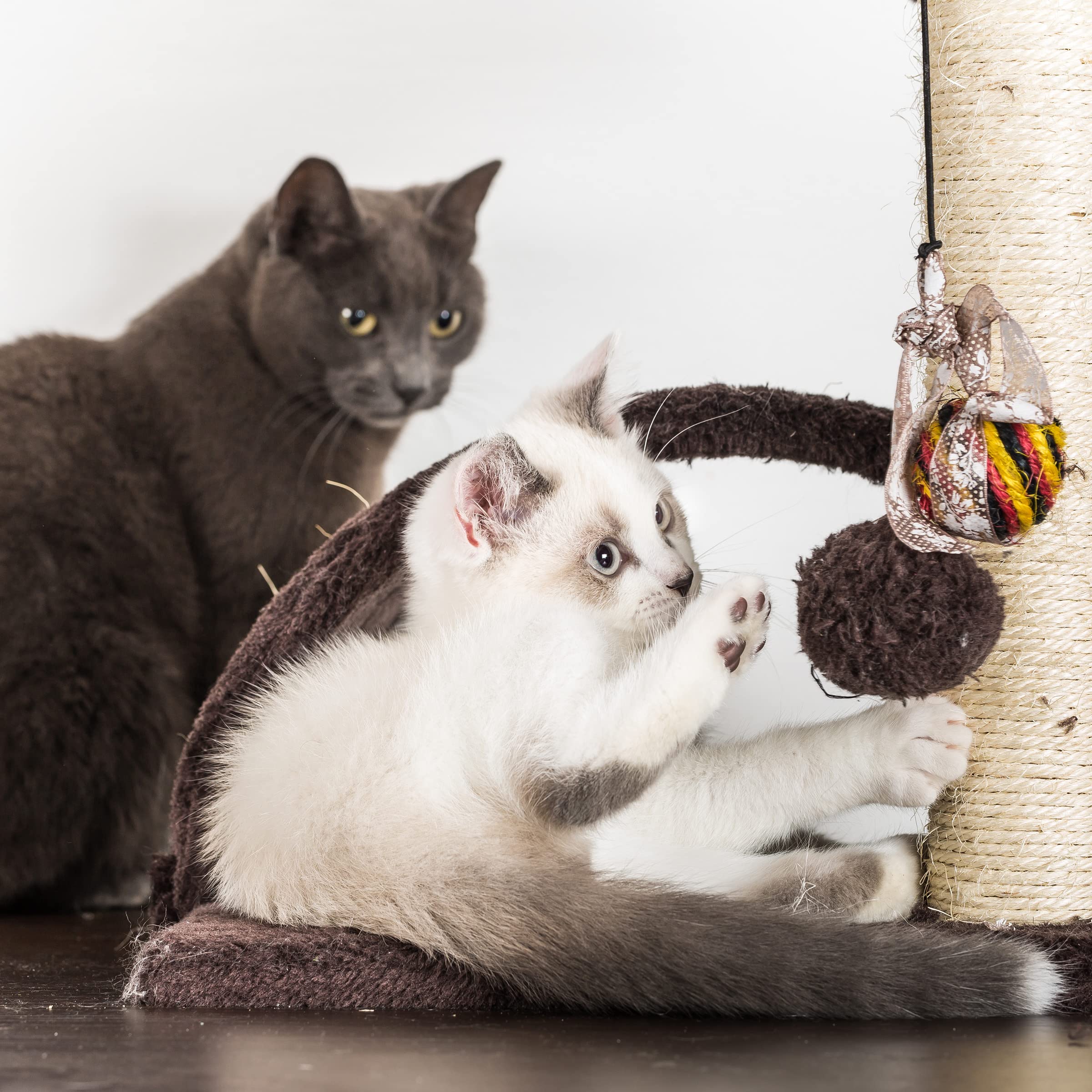 PETMAKER Tapizado suave en beige para descanso cómodo.