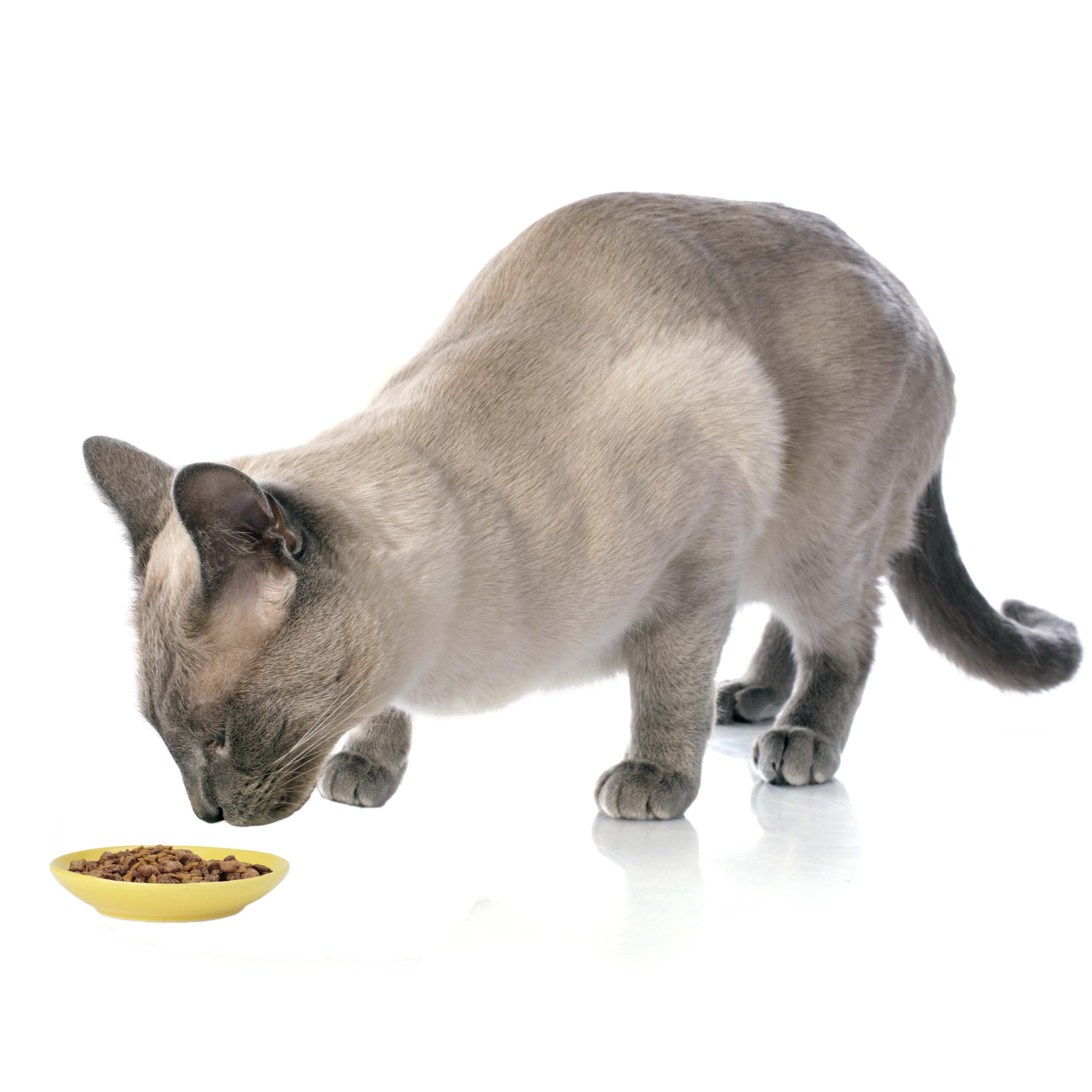 Capacidad de 2.5 onzas para porciones controladas con Petrageous Silly Kitty