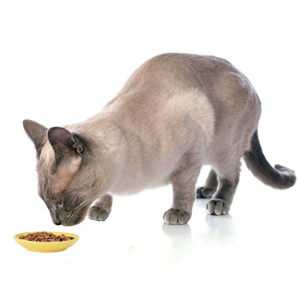 Capacidad de 2.5 onzas para porciones controladas con Petrageous Silly Kitty