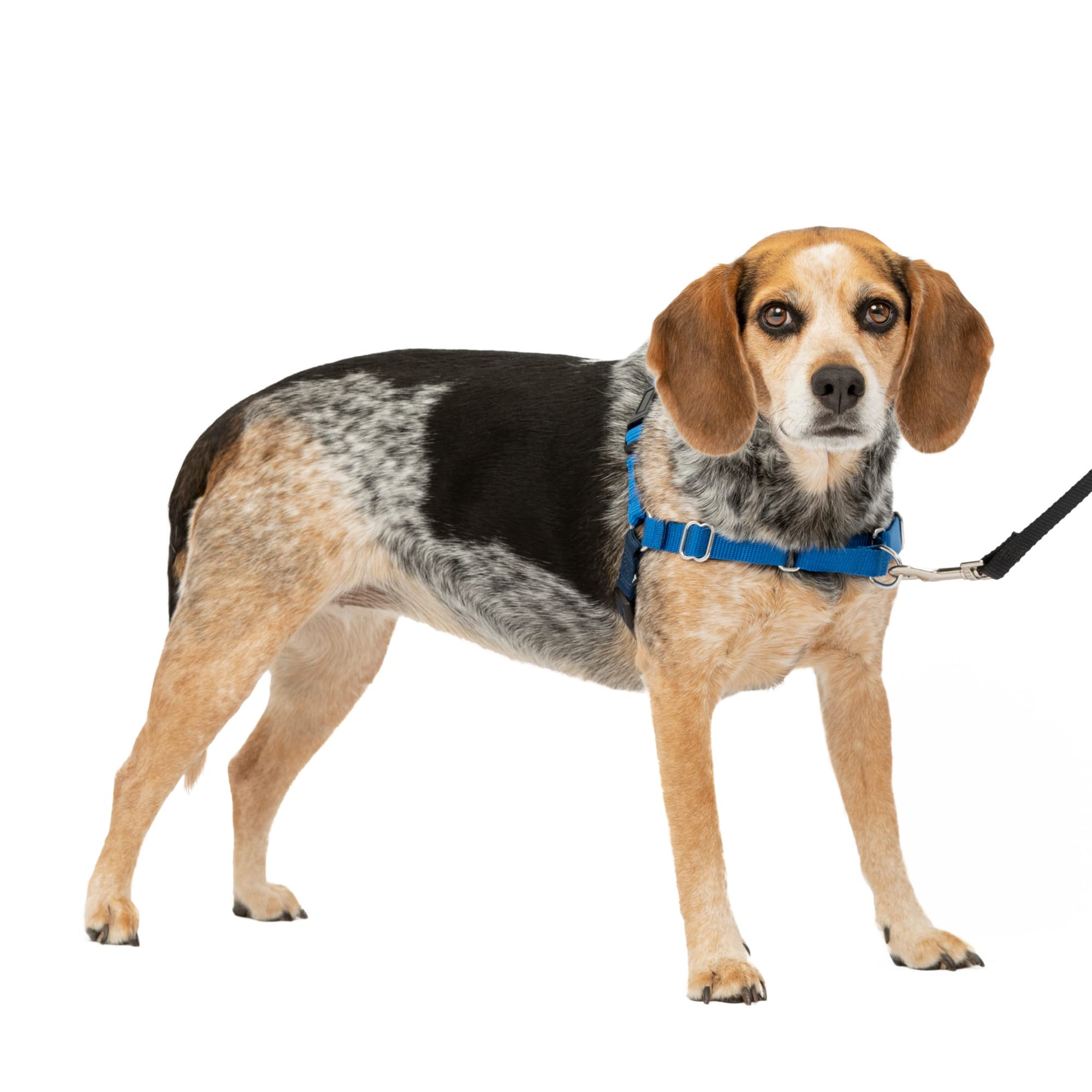 PetSafe arnés frontal con martingala para paseos sin tirones