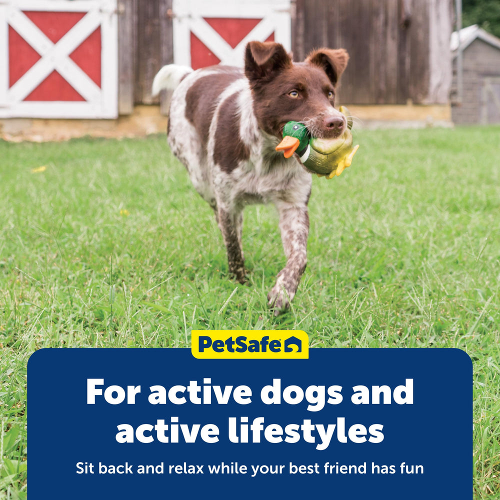 PetSafe pato resistente para juegos de búsqueda