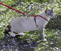 PetSafe Come With Me Gato: ajuste de dos puntos para un ajuste seguro.