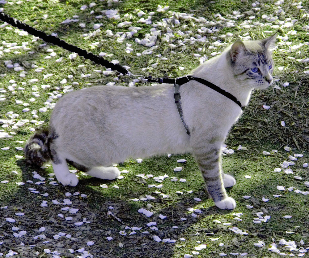 Correa bungee ligera PetSafe Come With Me para paseos controlados y cómodos