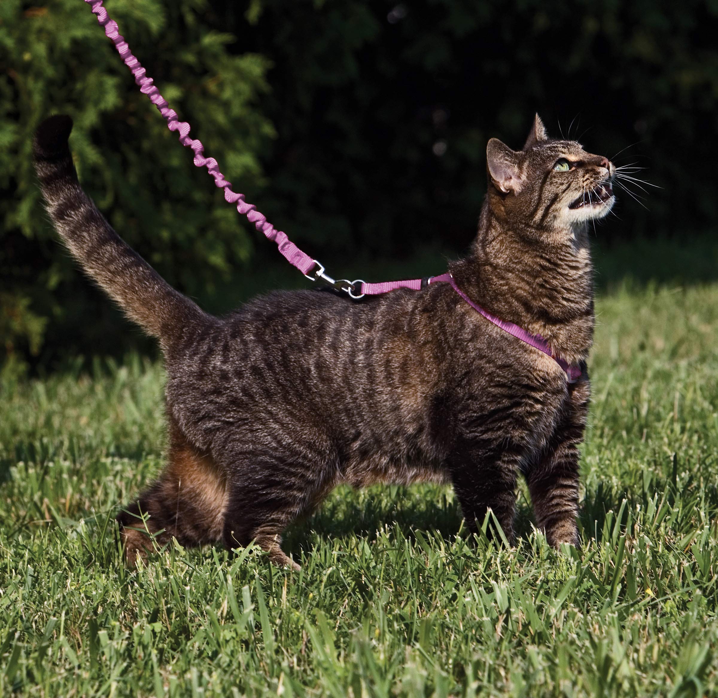 PetSafe Come With Me Kitty correa-con-muelle dusty-rose para paseos controlados