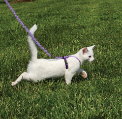 Correa elástica PetSafe para gatos, guía suave para salidas controladas.