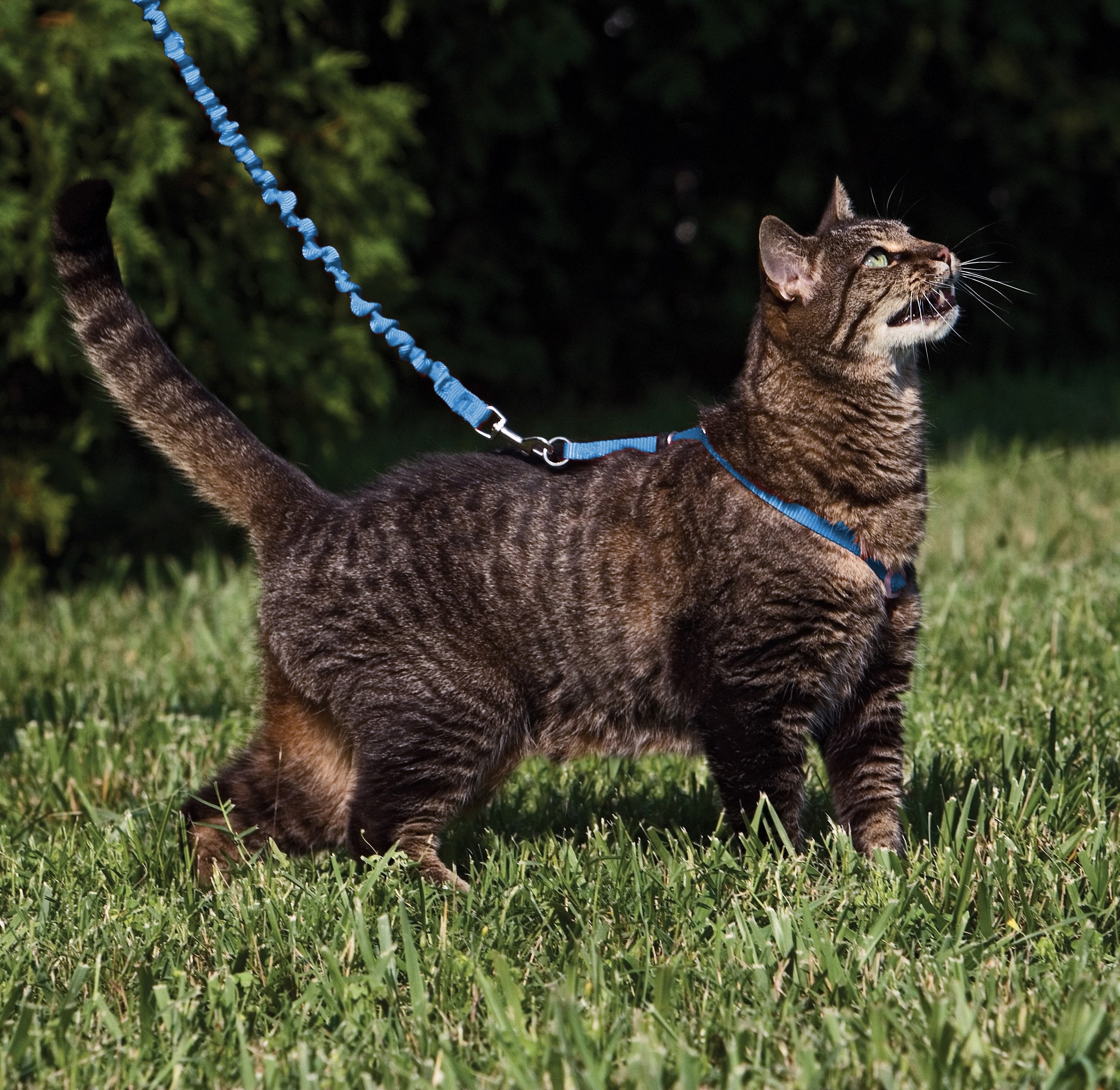 PetSafe correa elastica para gato Conmigo, ligero rendimiento para entrenamiento suave