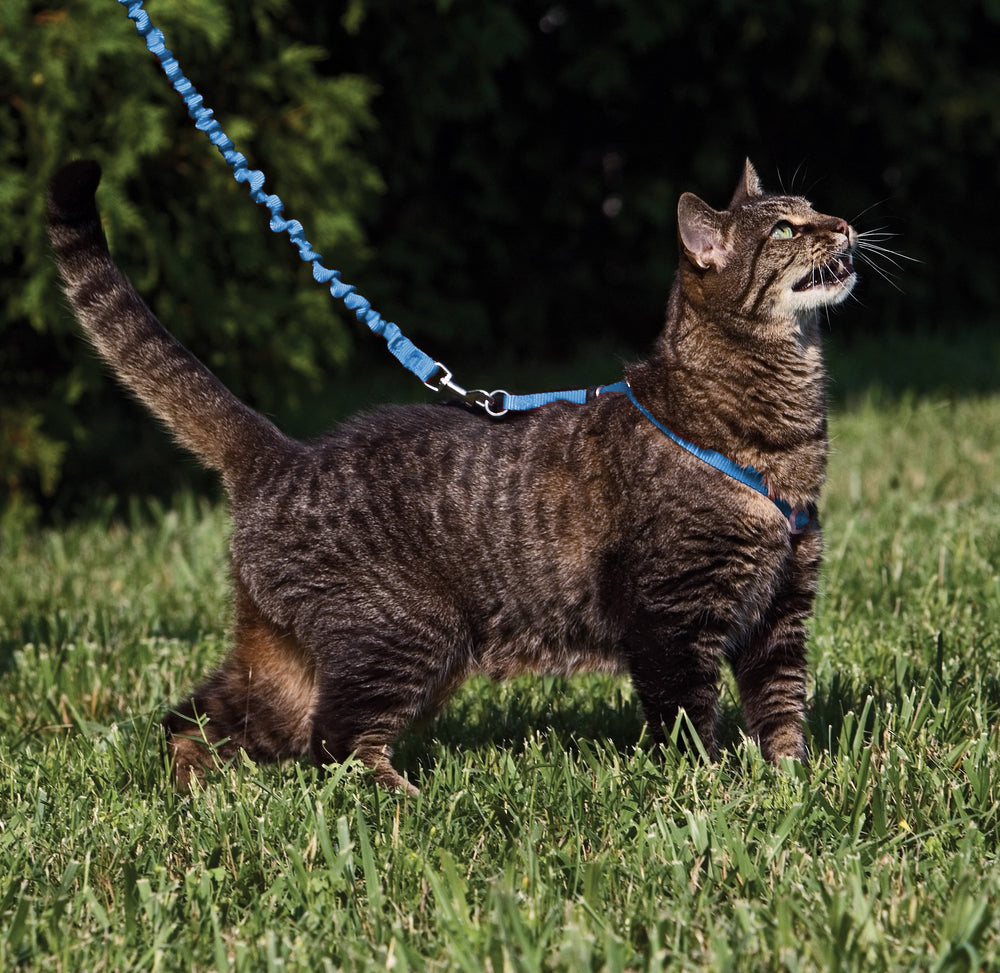PetSafe correa elastica para gato Conmigo, ligero rendimiento para entrenamiento suave