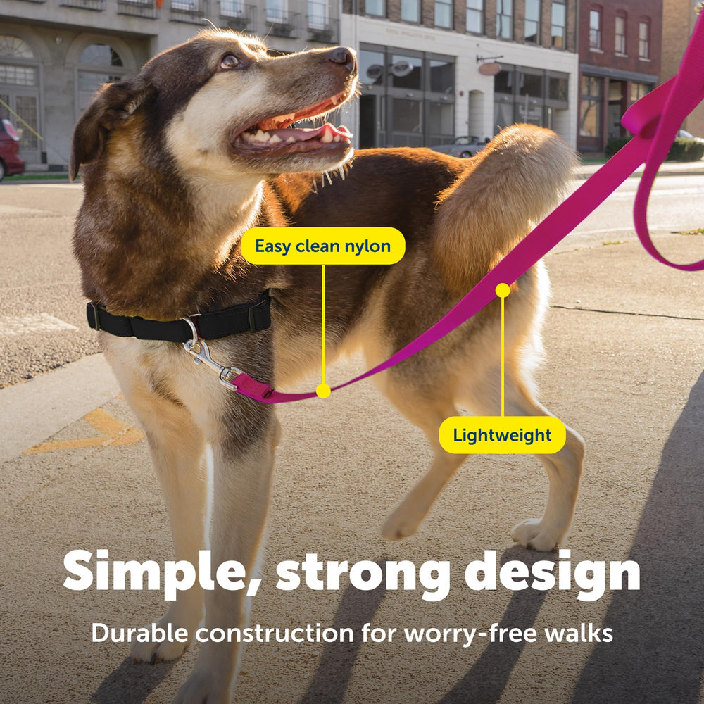 PetSafe diseño resistente de correa de nailon para uso diario.