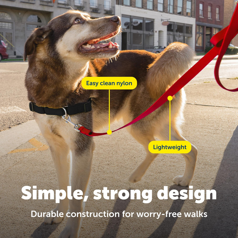 Correa PetSafe Nylon compatible con collar o arnés para entrenamiento.