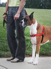 PetSafe Deluxe Easy Walk neopreno transpirable para caminatas confortables