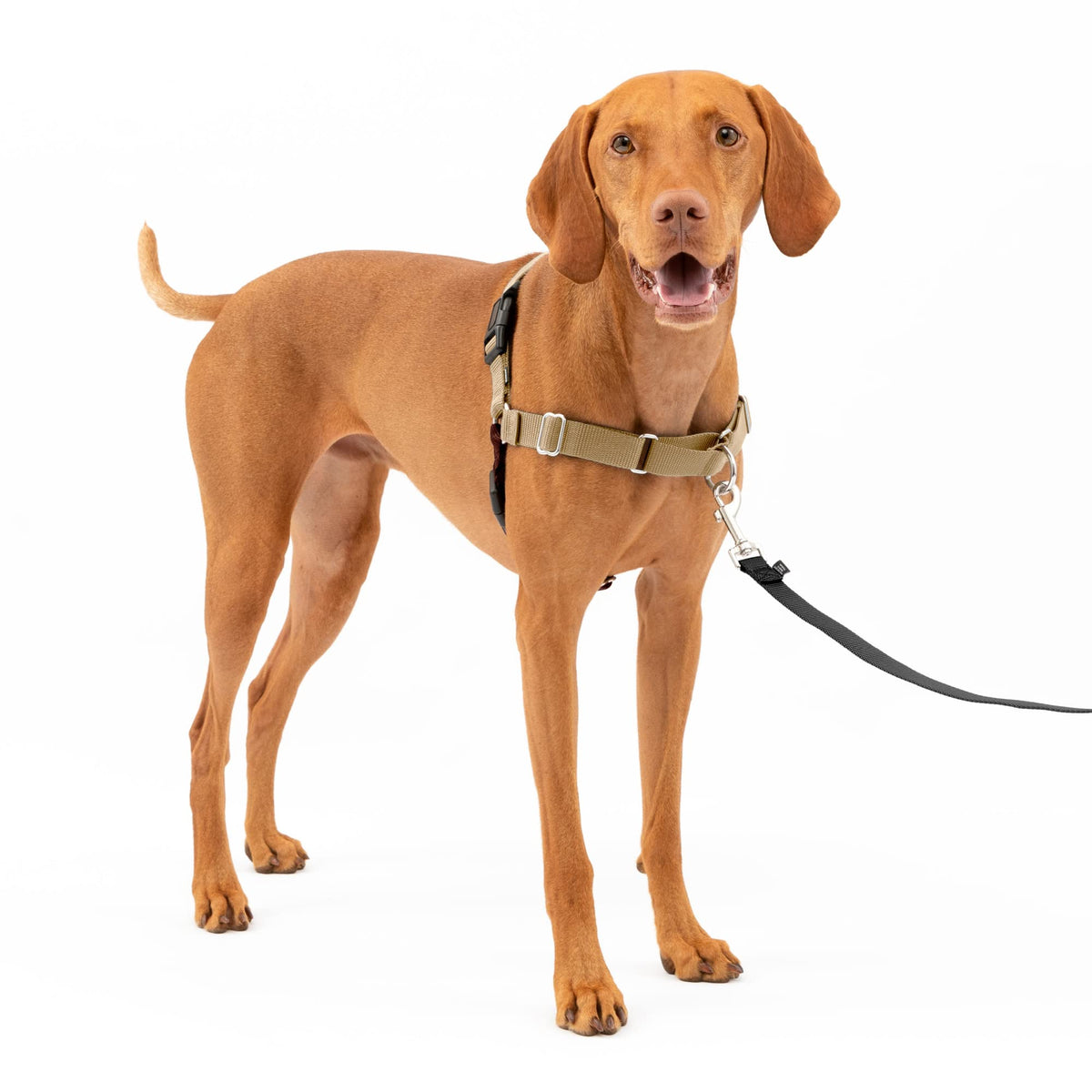 PetSafe Easy Walk arnés frontal evita tirar y protege el cuello del perro.