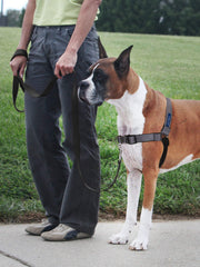 PetSafe Easy Walk Deluxe muestra revestimiento de neopreno para mayor comodidad