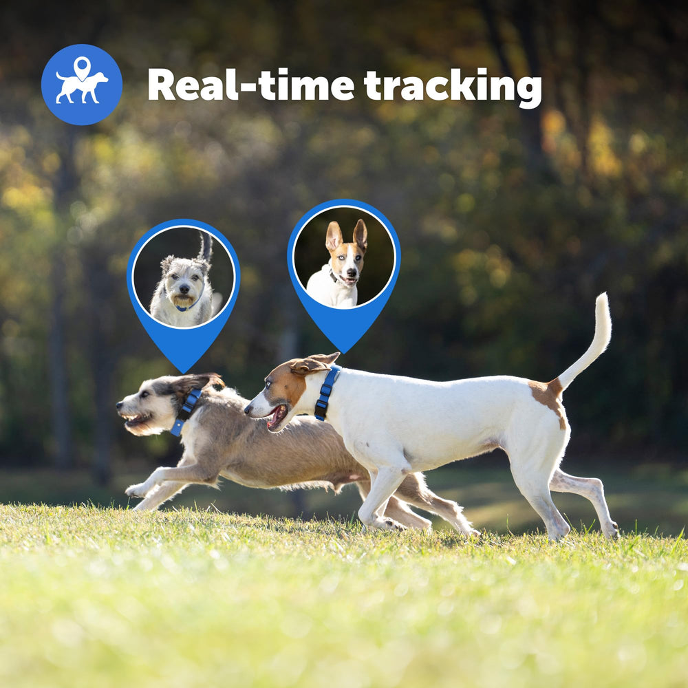 PetSafe Guardian GPS Collar configuración rápida: instala cercas virtuales en minutos.