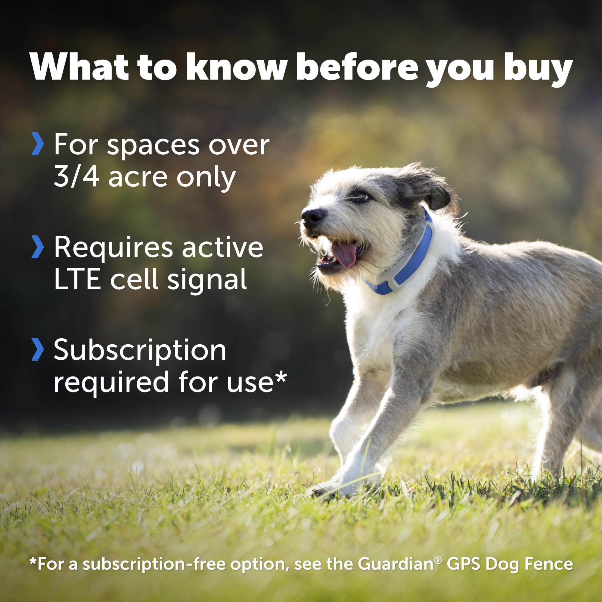 PetSafe Guardian GPS Collar resistente al agua: ideal para paseos y aventuras sin preocupaciones.