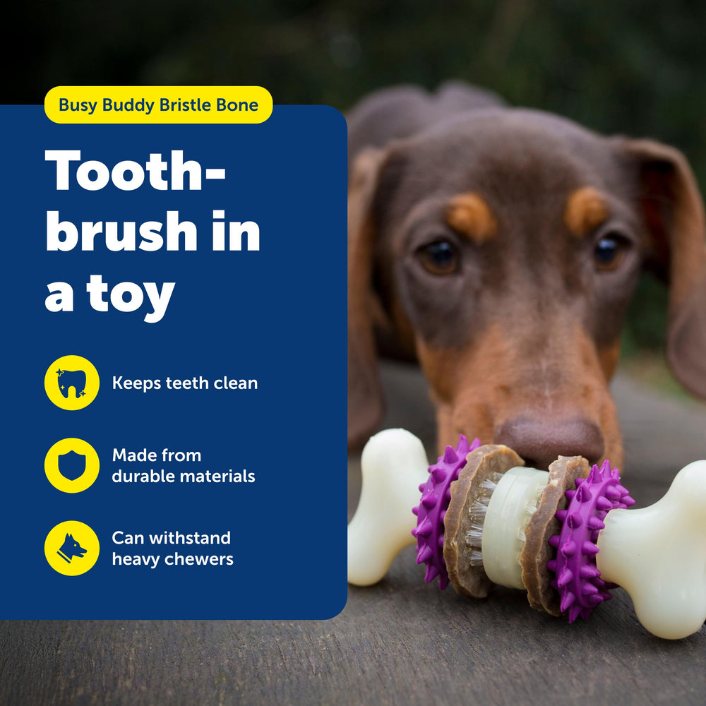 PetSafe Busy Buddy Bristle Bone con anillo de recompensa para juego prolongado.