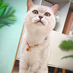 Collar PetsMeow con hebilla de liberación, seguridad durante el juego