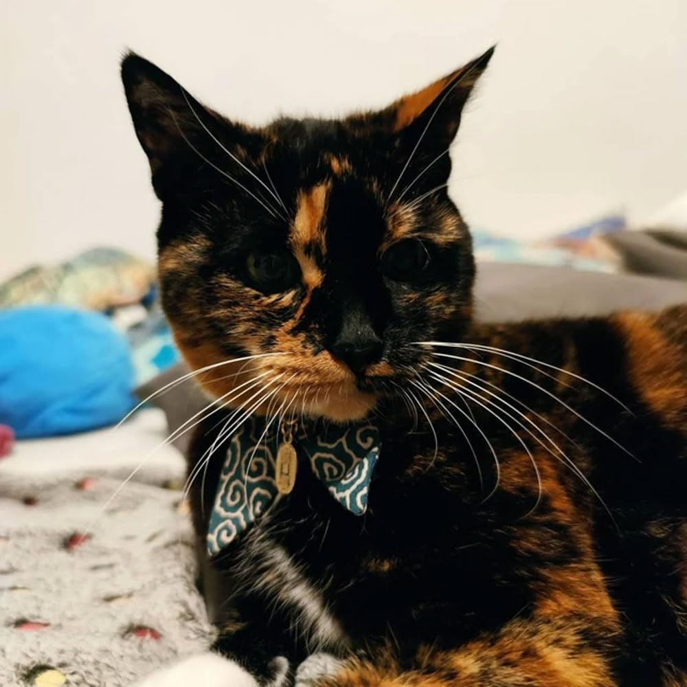 PetSoKoo longitud ajustable para gatitos y gatos adultos