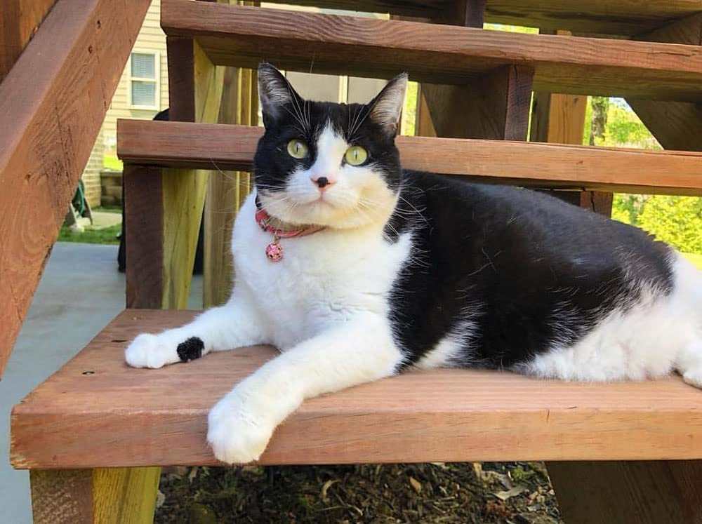 Ajuste cómodo y adaptable de PetSoKoo para gatitos y gatos adultos