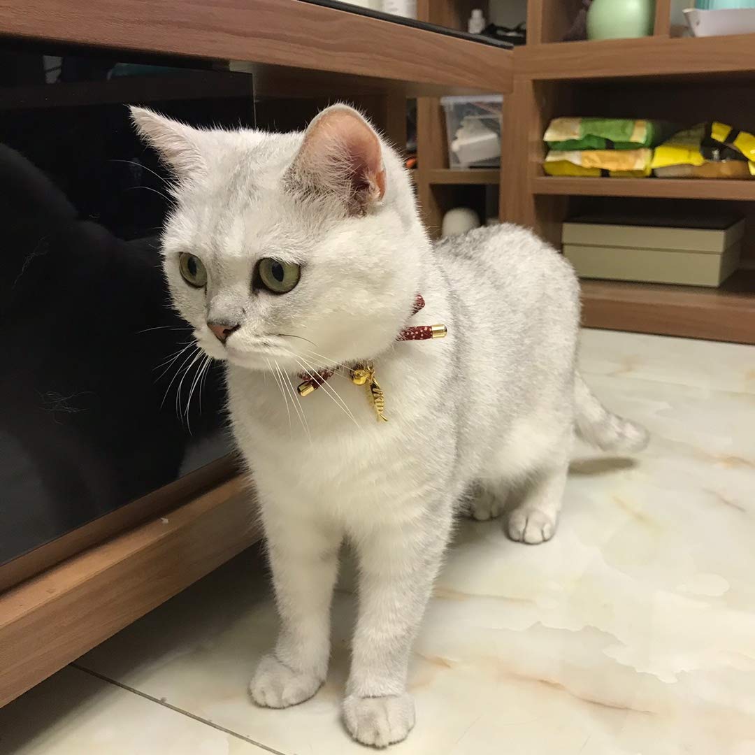 PetSoKoo collar gato suave, ligero para uso diario.