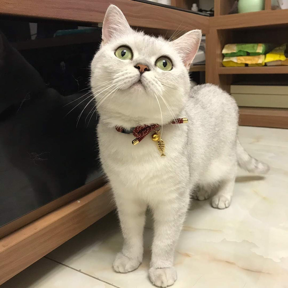 Collar suave y ligero de PetSoKoo para uso diario cómodo.