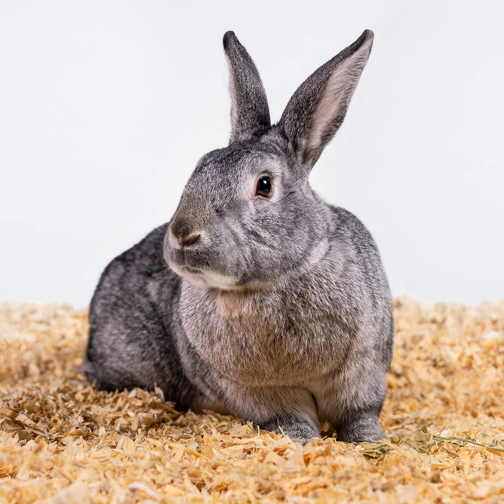 PETSPICK solución ecológica, fibras de pino seguras para jaulas y túneles.