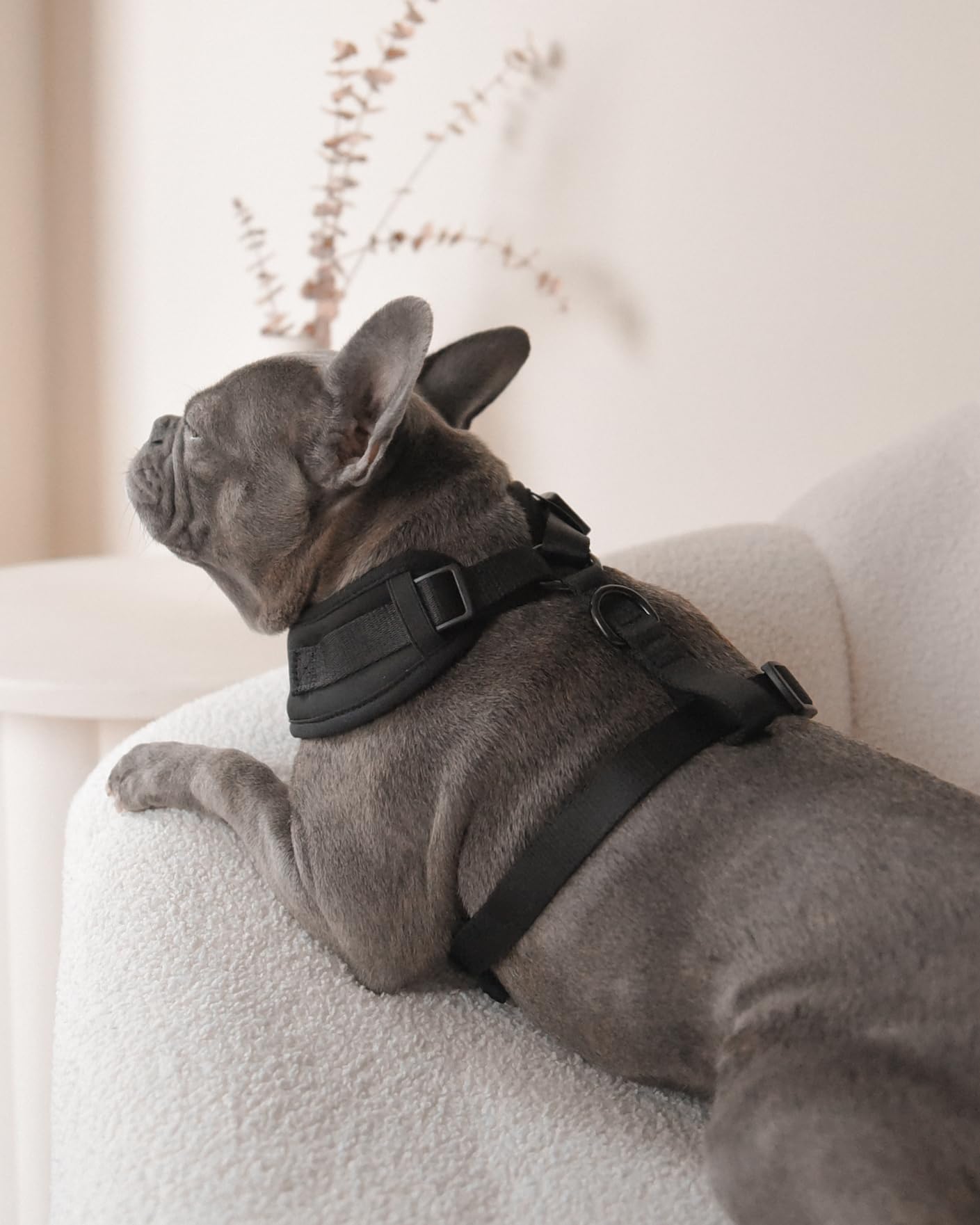 ARNÉS PETsRUS completamente ajustable para un ajuste seguro