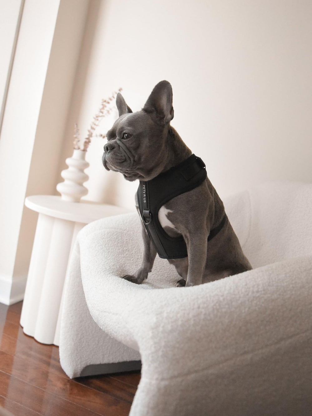 Arnés PETsRUS sin tirones con diseño ergonómico para caminar