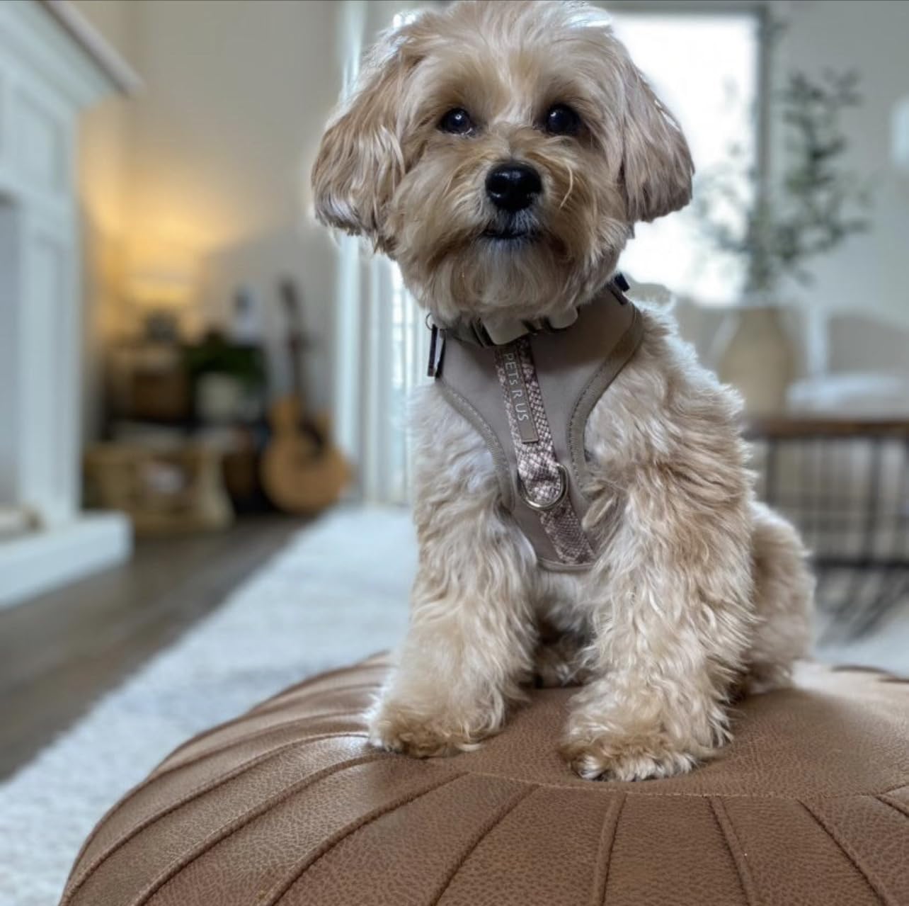 PETsRUS arnés ajuste en cuello y pecho para perros pequeños y medianos