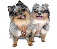 PETsRUS arnés ajustable cuello y pecho para ajuste seguro y cómodo
