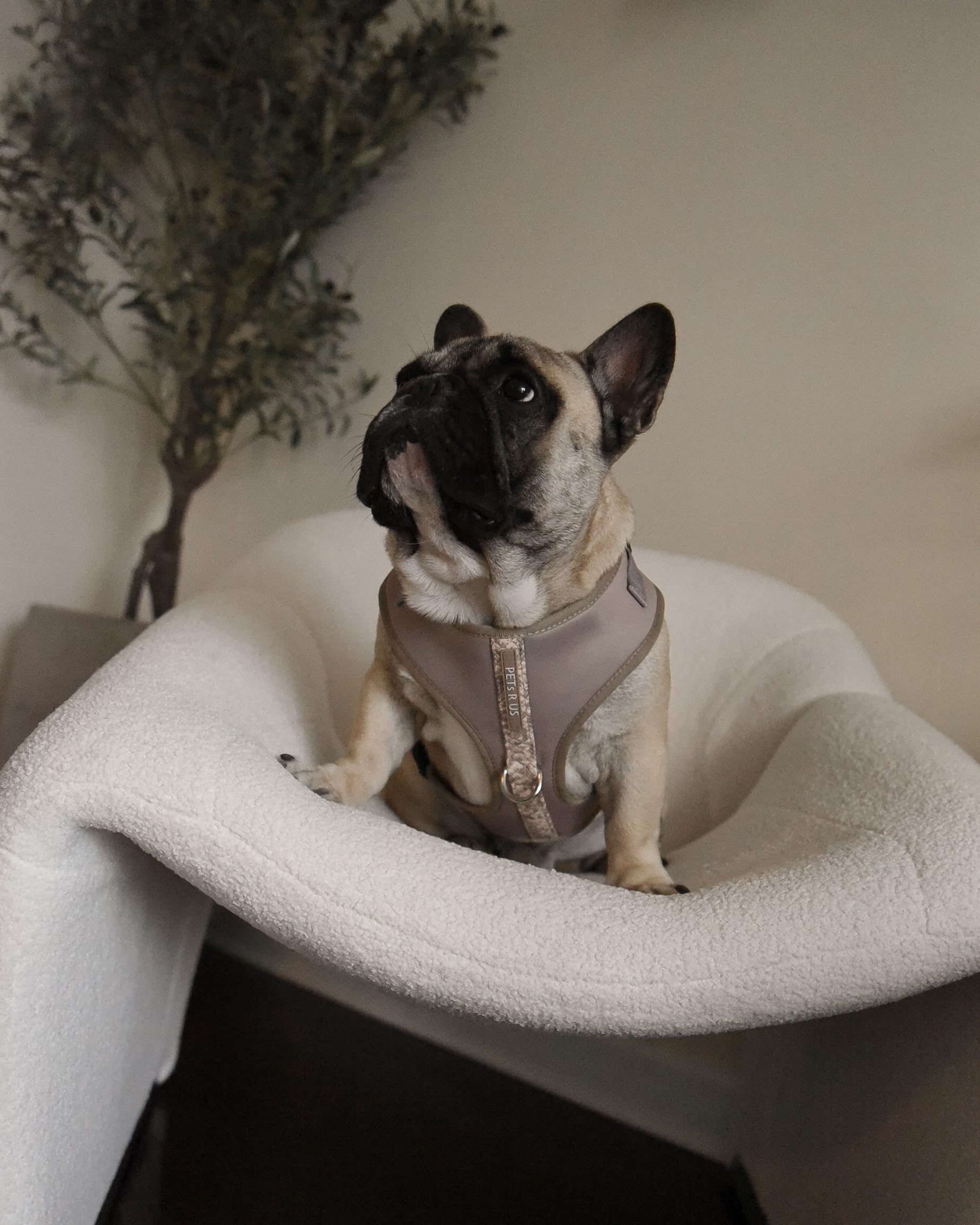 PETsRUS arnés neopreno suave y transpirable para perros activos