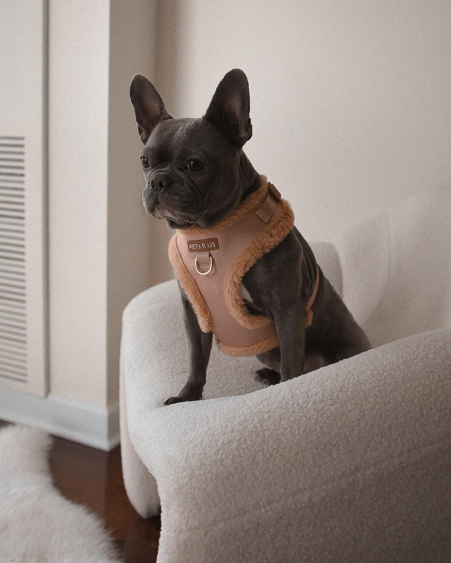 Anilla trasera D-ring PETsRUS para caminatas diarias.