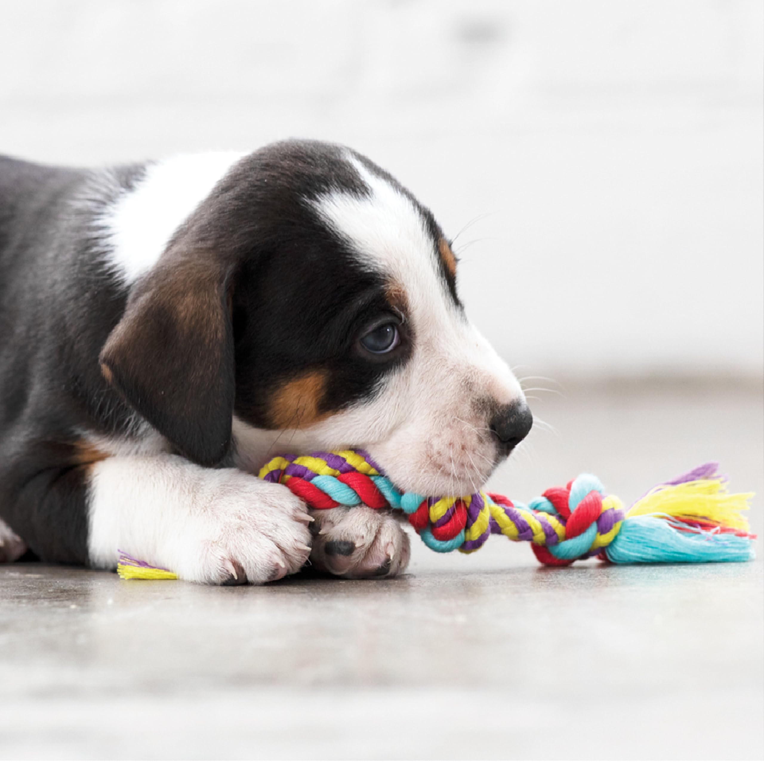 Orka Mini para juego interactivo entre dueño y perro