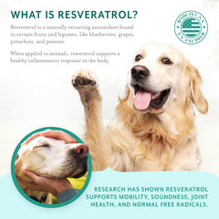 PetThrive sin azúcar ni aditivos, apto para estómagos sensibles.