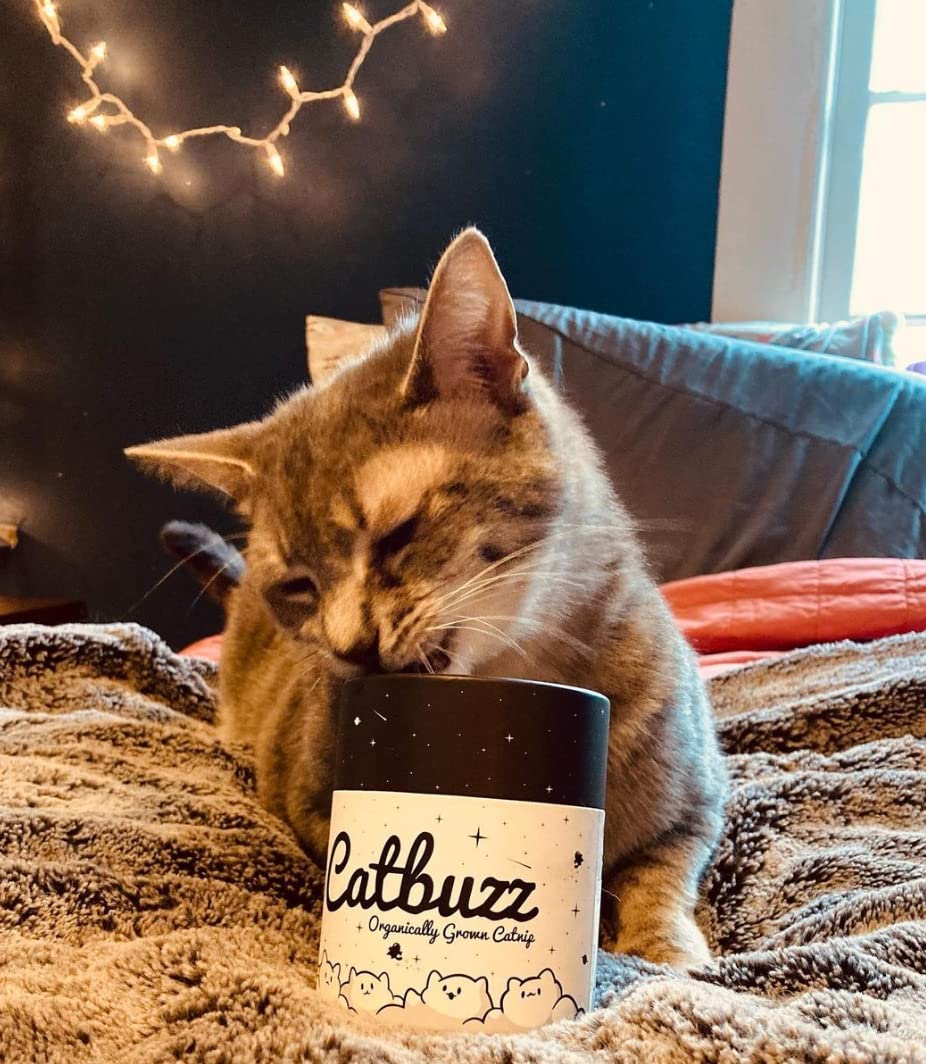 Catbuzz tubo-reutilizable facilita almacenar y usar catnip de forma sostenible