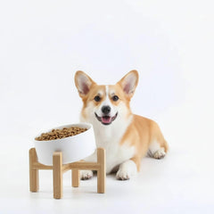 Petygooing tazón cerámico elevado 15 grados para gatos y perros pequeños, cómodo y ergonómico.
