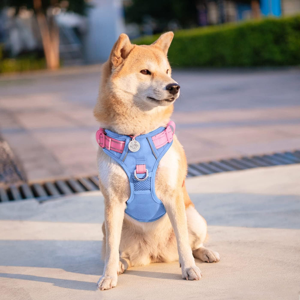 PHOEPET arnés sin tirones en uso durante paseo diario