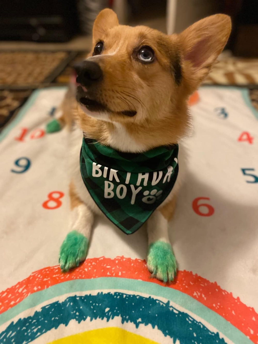 Bandana verde para perro grande de PICKUPIK, vistosa