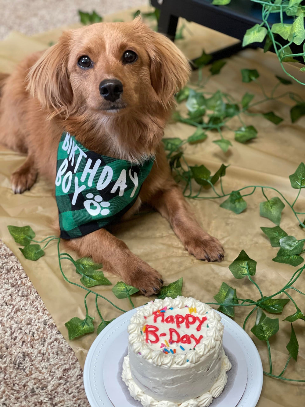 Bandana verde para perro pequeño de PICKUPIK, cómodo