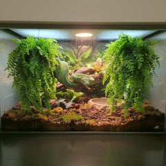 PINVNBY ventosa de sujeción para terrario fija la planta con seguridad.