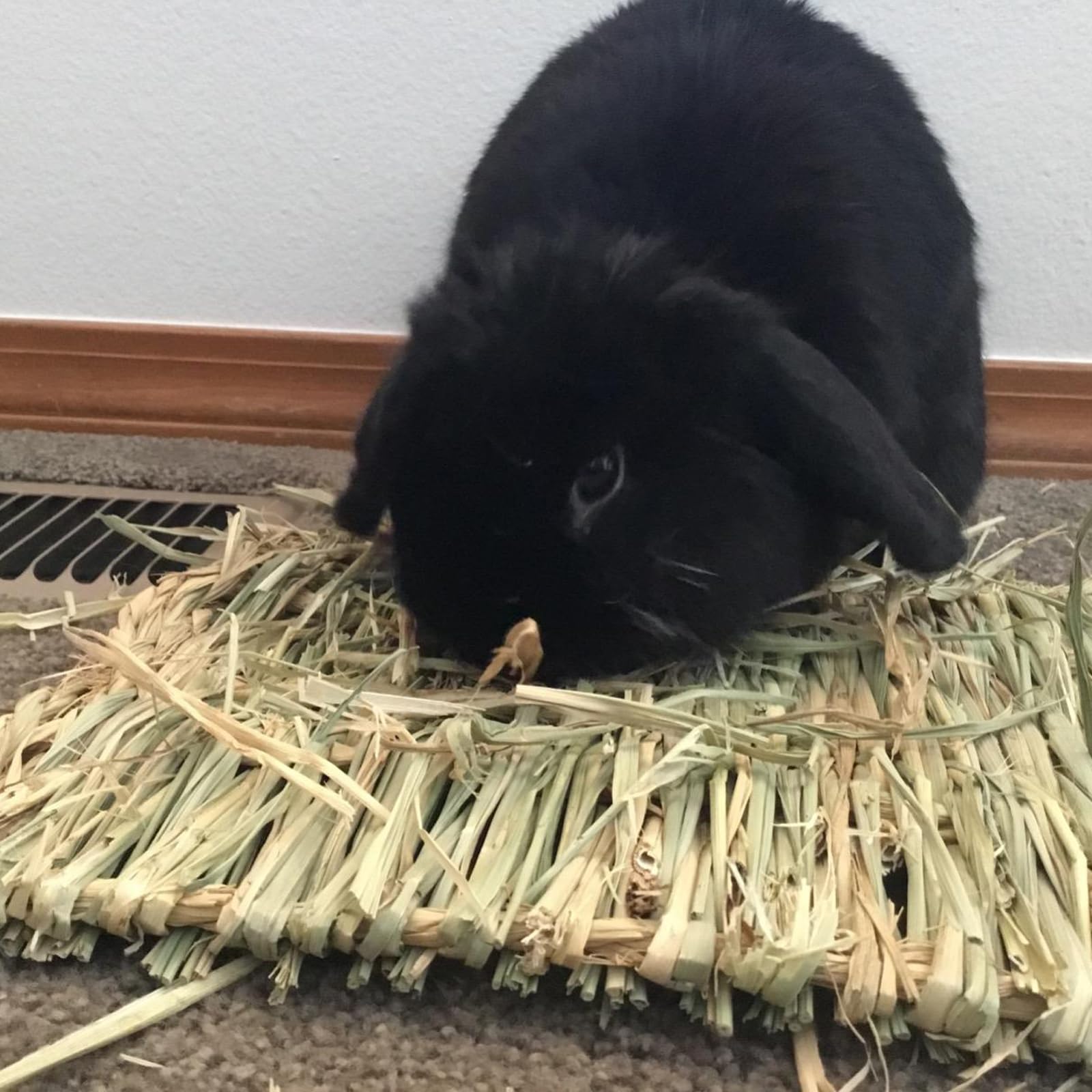 PINVNBY uso multi-animales pequeños, opción higiénica para conejos y otros.