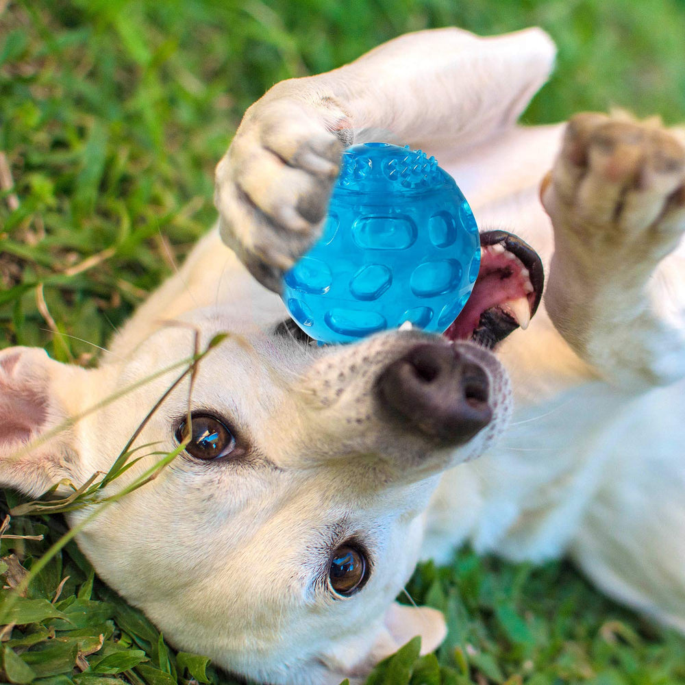 Pelotas PJDH de colores brillantes para captar la atención del perro.