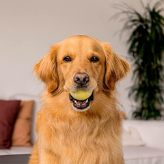 Playology paquete de dos bolas, excelente relación precio y diversión para perros.