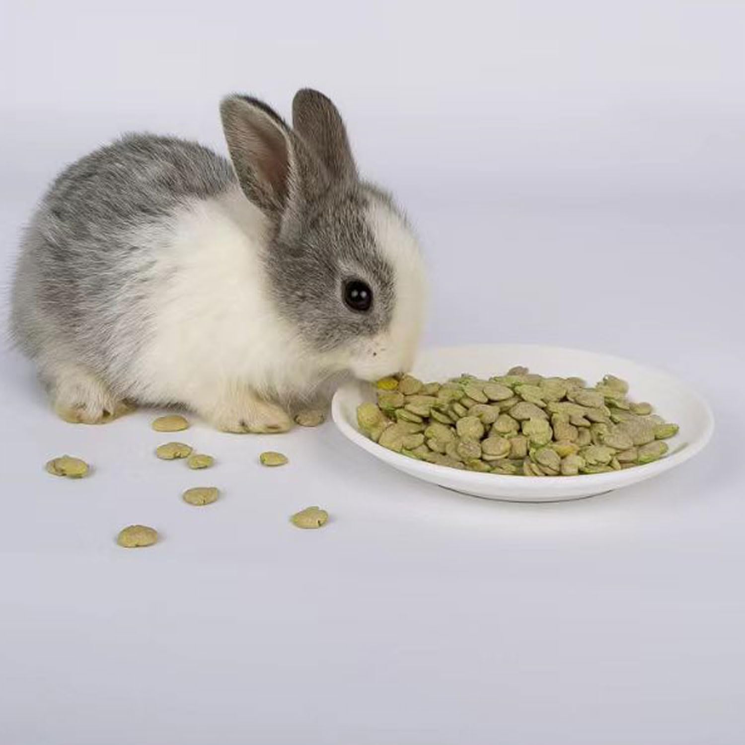 Pleasantly Warm conejos comiendo copos de guisante como snack saludable en casa.